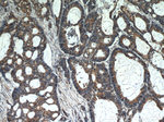 TMEM230 Antibody in Immunohistochemistry (Paraffin) (IHC (P))