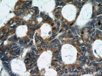 TMEM230 Antibody in Immunohistochemistry (Paraffin) (IHC (P))