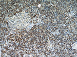TMEM230 Antibody in Immunohistochemistry (Paraffin) (IHC (P))