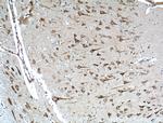 TMEM230 Antibody in Immunohistochemistry (Paraffin) (IHC (P))