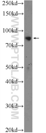XRCC1 Antibody in Western Blot (WB)