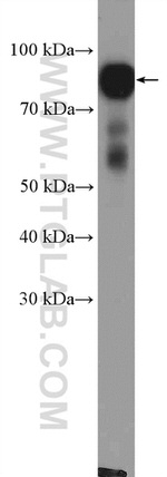 XRCC1 Antibody in Western Blot (WB)