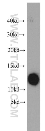 DMRTC1B Antibody in Western Blot (WB)