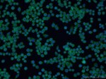 IFIT1L Antibody in Immunocytochemistry (ICC/IF)