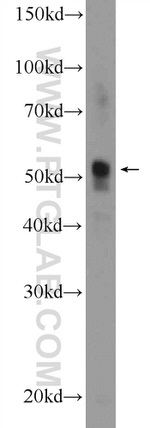 C20orf160 Antibody in Western Blot (WB)