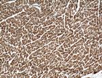 C20orf160 Antibody in Immunohistochemistry (Paraffin) (IHC (P))
