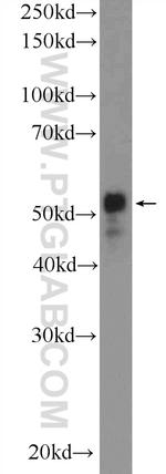 C20orf160 Antibody in Western Blot (WB)