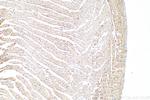 NEBL Antibody in Immunohistochemistry (Paraffin) (IHC (P))