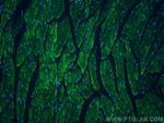 NEBL Antibody in Immunohistochemistry (PFA fixed) (IHC (PFA))