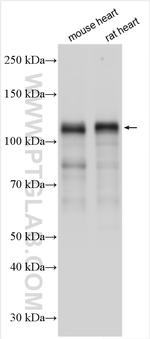 NEBL Antibody in Western Blot (WB)