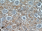 SH3D19 Antibody in Immunohistochemistry (Paraffin) (IHC (P))