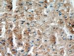 SH3D19 Antibody in Immunohistochemistry (Paraffin) (IHC (P))