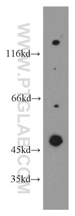 SH3D19 Antibody in Western Blot (WB)