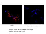 GPR50 Antibody in Immunocytochemistry (ICC/IF)
