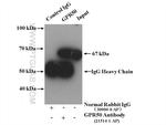 GPR50 Antibody in Western Blot (WB)