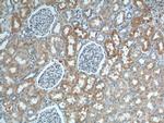 SLC4A1AP Antibody in Immunohistochemistry (Paraffin) (IHC (P))