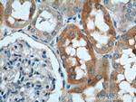 SLC4A1AP Antibody in Immunohistochemistry (Paraffin) (IHC (P))