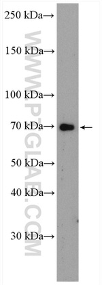 ITK Antibody in Western Blot (WB)