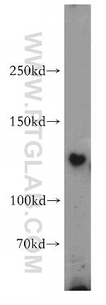 FAM120A Antibody in Western Blot (WB)