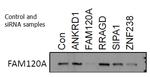 FAM120A Antibody in Western Blot (WB)