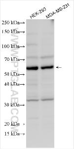 IQCC Antibody in Western Blot (WB)