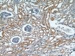 FOXO4 Antibody in Immunohistochemistry (Paraffin) (IHC (P))