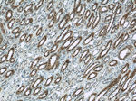 ISM2 Antibody in Immunohistochemistry (Paraffin) (IHC (P))