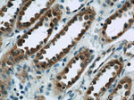 ISM2 Antibody in Immunohistochemistry (Paraffin) (IHC (P))
