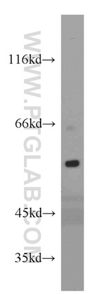 ISM2 Antibody in Western Blot (WB)