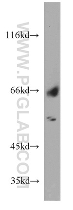ISM2 Antibody in Western Blot (WB)