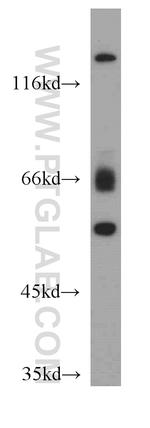 ISM2 Antibody in Western Blot (WB)
