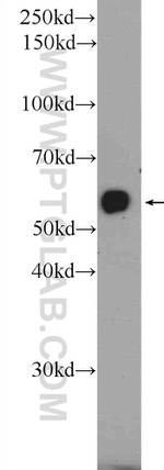 ISM2 Antibody in Western Blot (WB)