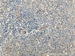 FCGR2B / CD32b Antibody in Immunohistochemistry (Paraffin) (IHC (P))