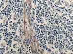 FCGR2B / CD32b Antibody in Immunohistochemistry (Paraffin) (IHC (P))