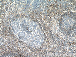 FCGR2B / CD32b Antibody in Immunohistochemistry (Paraffin) (IHC (P))
