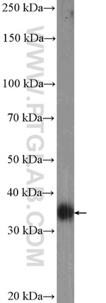 FCGR2B / CD32b Antibody in Western Blot (WB)