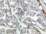FCGR2B / CD32b Antibody in Immunohistochemistry (Paraffin) (IHC (P))