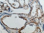 FCGR2B / CD32b Antibody in Immunohistochemistry (Paraffin) (IHC (P))