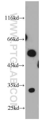 NRBP2 Antibody in Western Blot (WB)