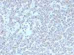 Coagulation Factor VII/F7 Monoclonal Antibody (F7, 3511)