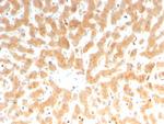 Coagulation Factor VII/F7 Monoclonal Antibody (F7/3512)