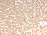 Coagulation Factor VII/F7 Monoclonal Antibody (F7, 3513)