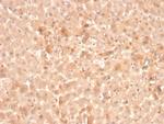 Coagulation Factor VII/F7 Monoclonal Antibody (F7, 3516)
