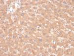 Coagulation Factor VII/F7 Monoclonal Antibody (F7/3618)