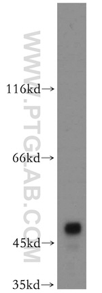 ASZ1 Antibody in Western Blot (WB)
