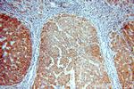 CYP26B1 Antibody in Immunohistochemistry (Paraffin) (IHC (P))