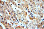 CYP26B1 Antibody in Immunohistochemistry (Paraffin) (IHC (P))