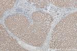 CYP26B1 Antibody in Immunohistochemistry (Paraffin) (IHC (P))
