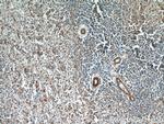 LAX1 Antibody in Immunohistochemistry (Paraffin) (IHC (P))