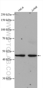 LAX1 Antibody in Western Blot (WB)